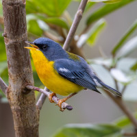 Tropical Parula